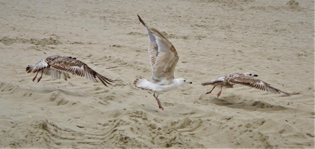 Prima Playa Miedzyzdroje
